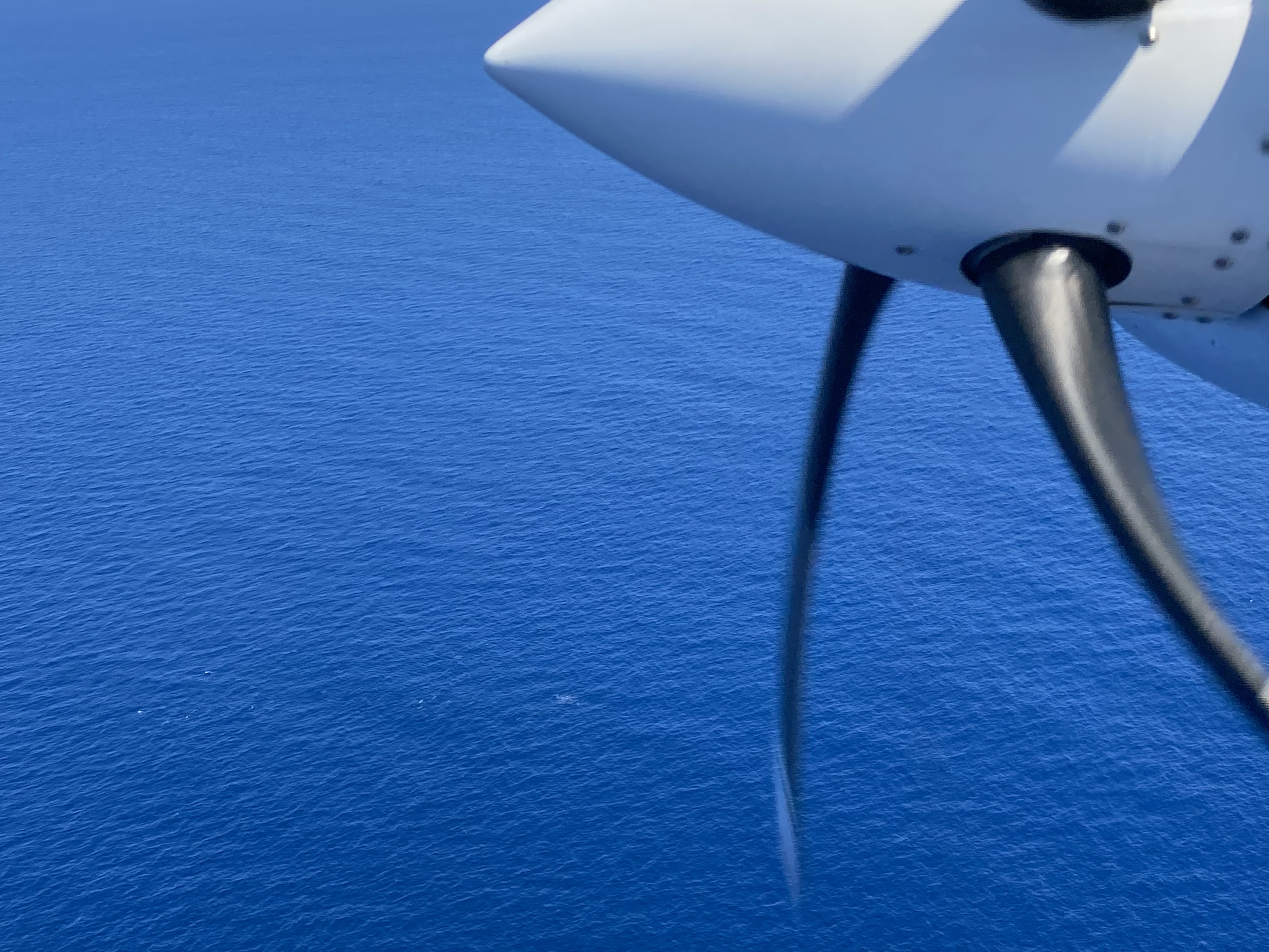 Pod of dolphins seen from aircraft with spinning propeller at right edge of photo
